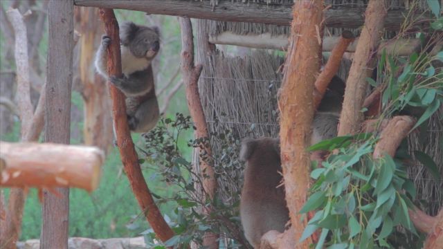 2 Koala’s At Cleland National Park. One Koala Climbs The Branch For The Camera