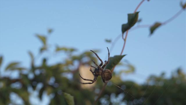 Fat Spider Crawling On It’s Web